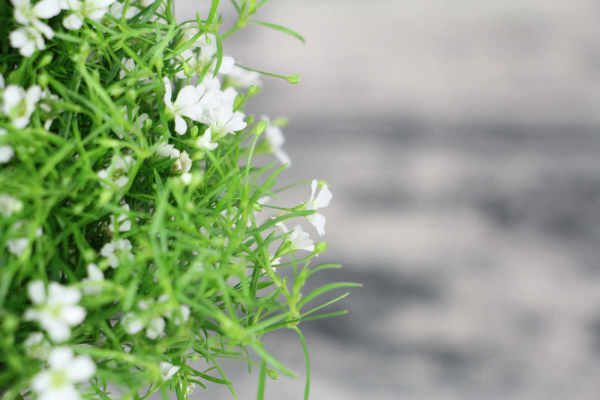 Gypsophila paniculata