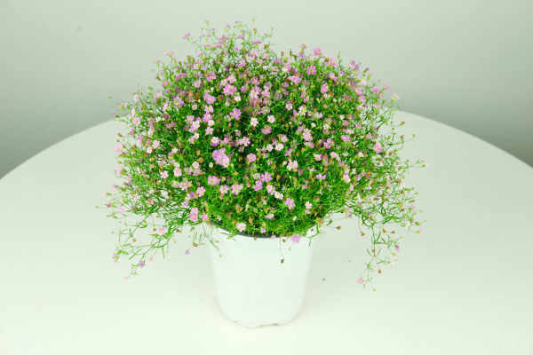 Gypsophila paniculata