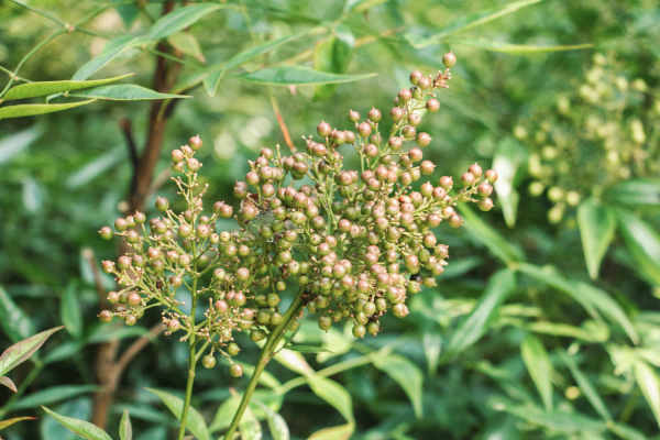 Nandina domestica