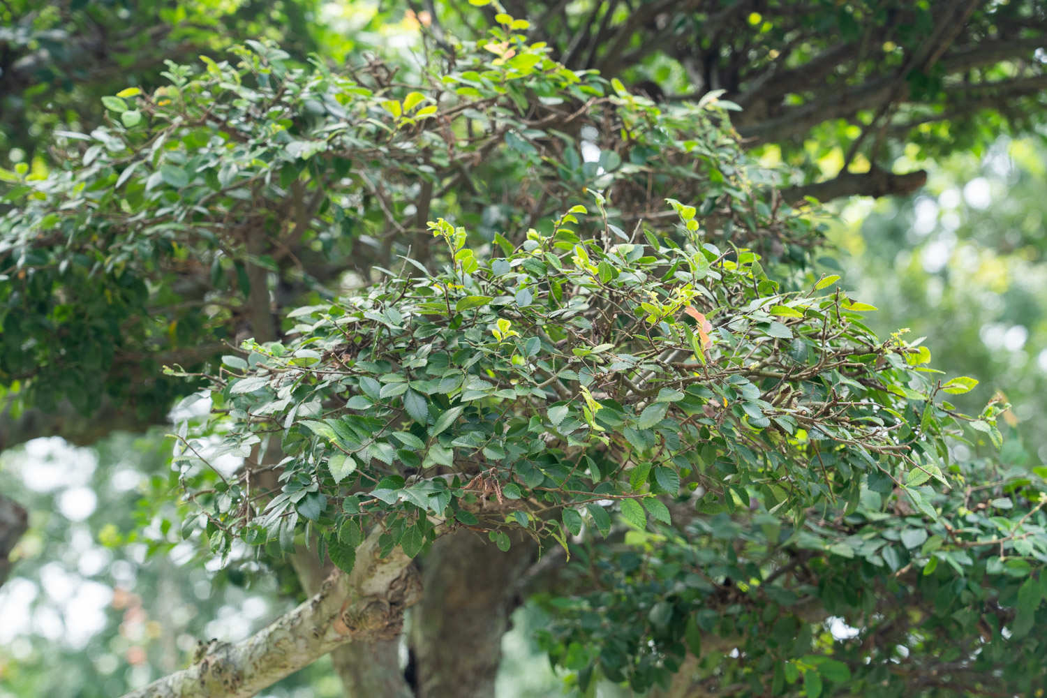 中华金叶榆-黄河三角洲树木花卉-图片