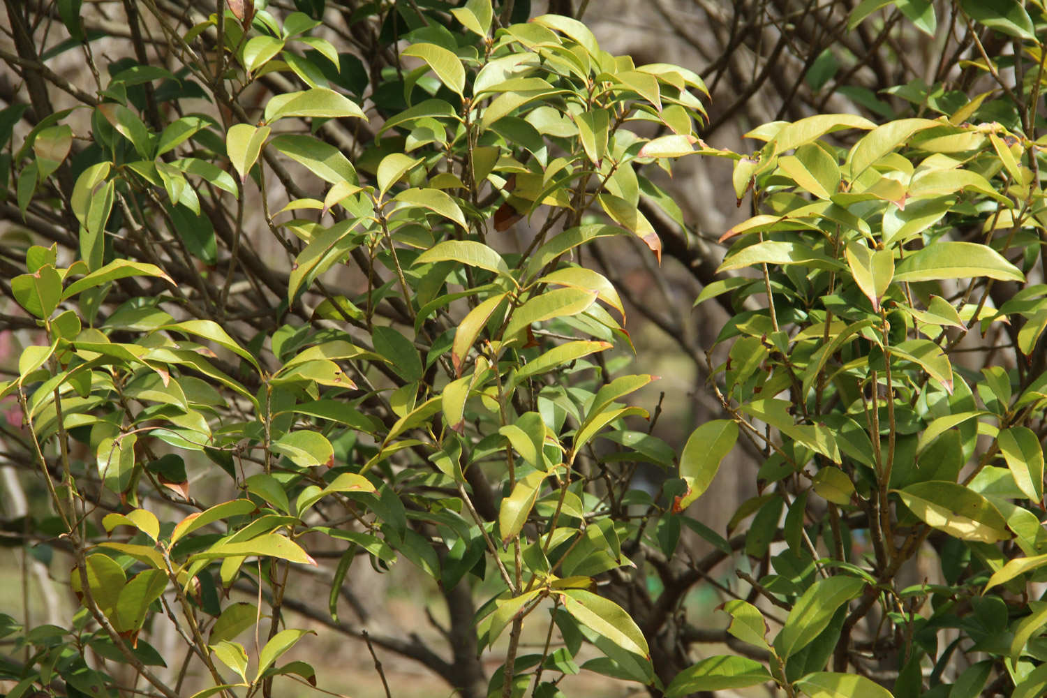 桂花在室内可以养吗，有没有毒