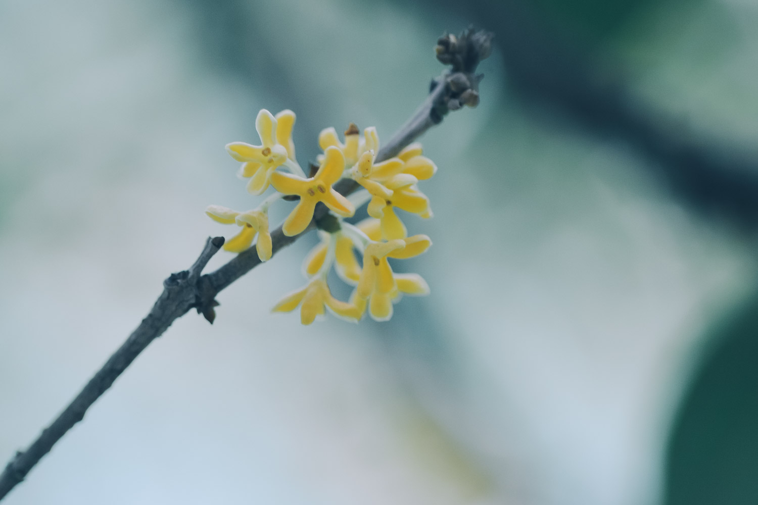 桂花树