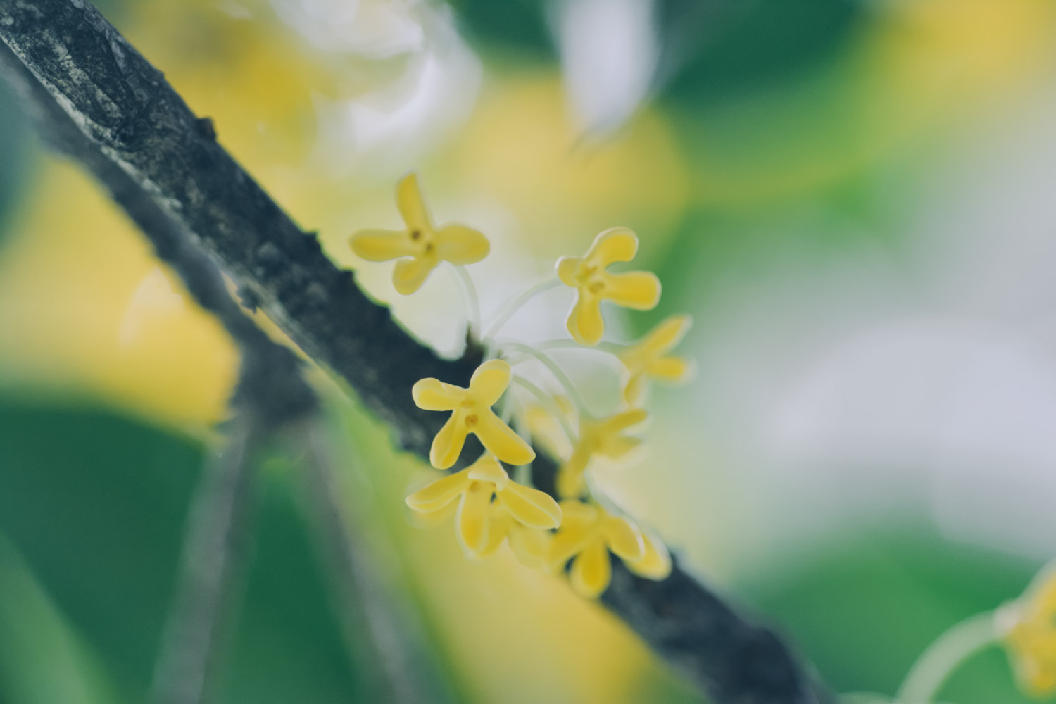 桂花开花为什么不香 花百科