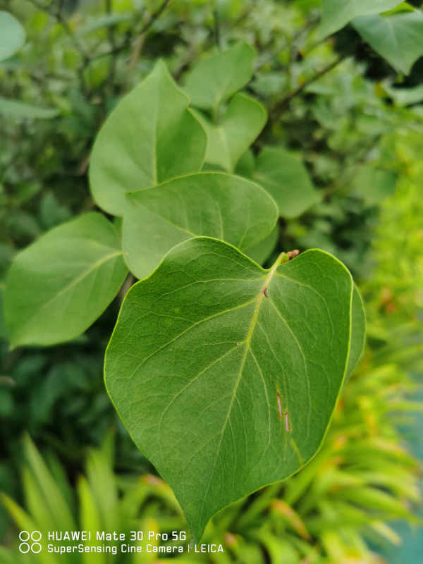 Clove