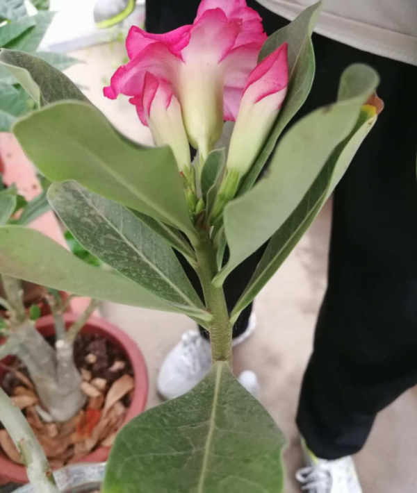 Piperis japonica