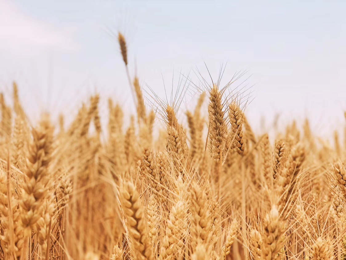 麦子什么时候成熟 麦子成熟的季节是几月_华夏智能网