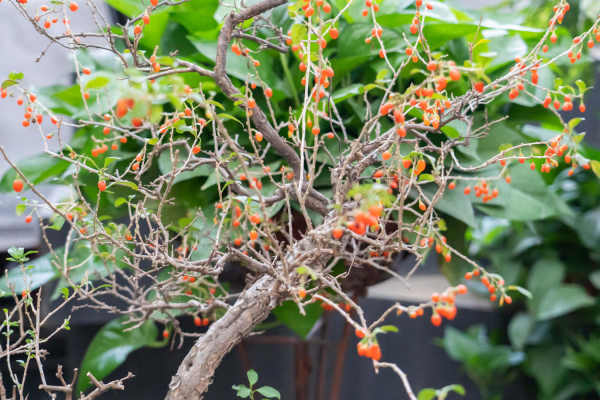 Lycium barbarum