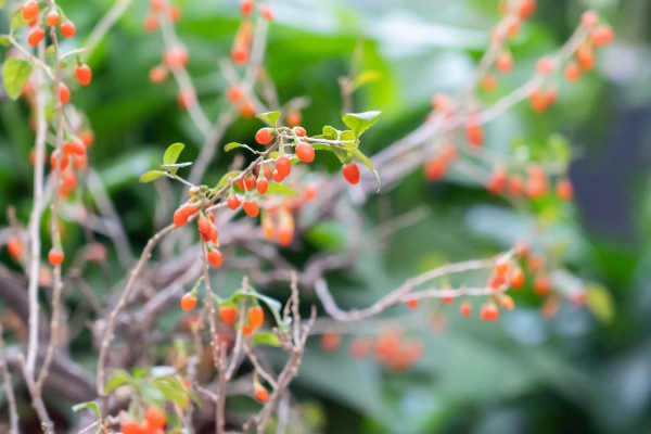 Lycium barbarum