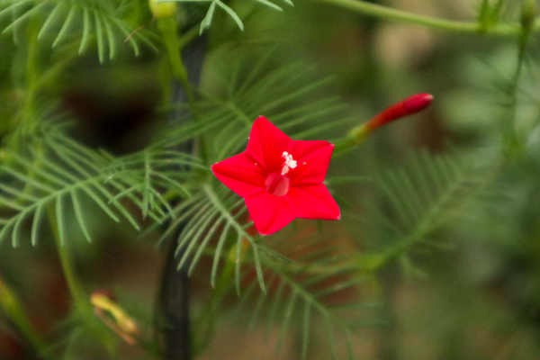Rhizoma anemone