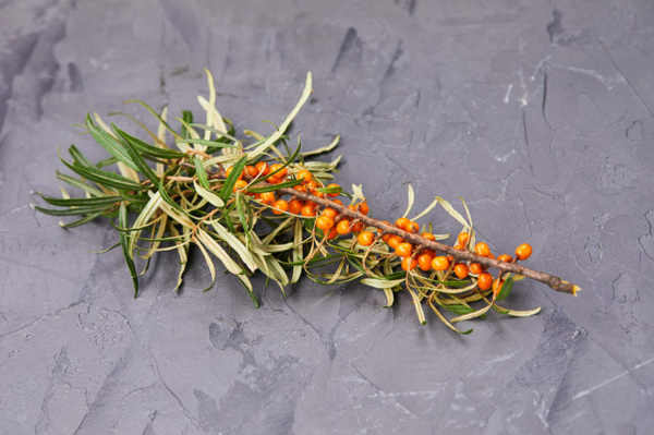 Seabuckthorn