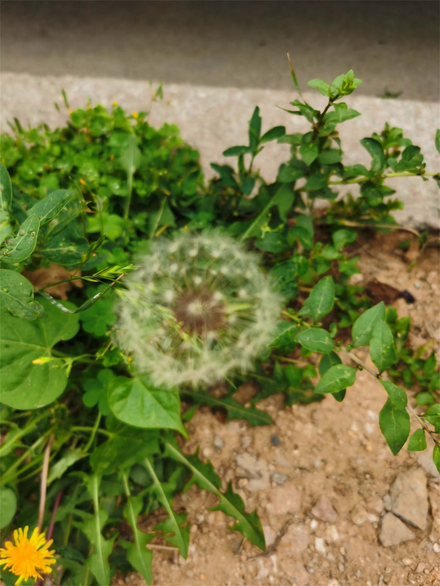 The Reasons And Methods Of Dandelion Yellow Leaves Garden Ei