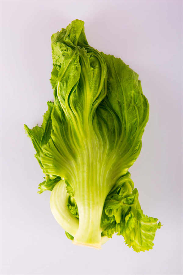 Romaine lettuce Romaine lettuce
