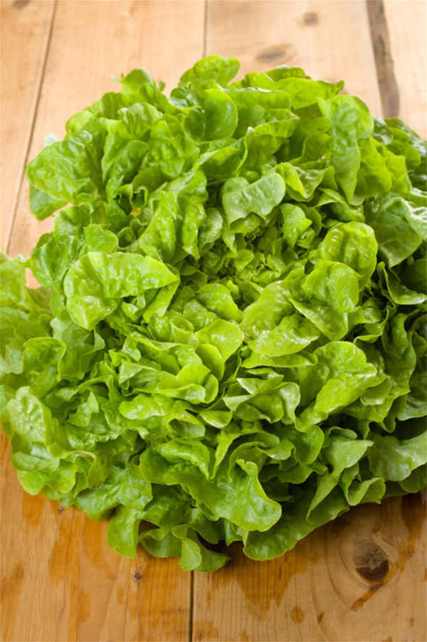 Romaine lettuce