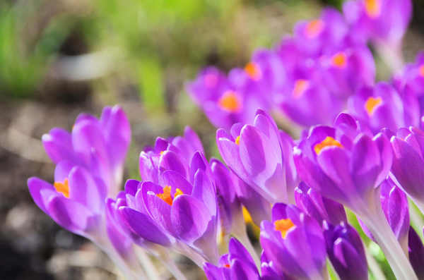 Crocus sativus
