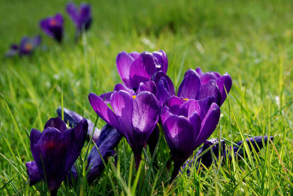 Crocus sativus
