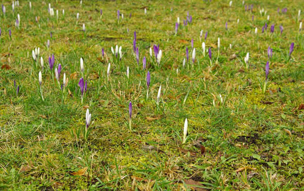 Crocus sativus