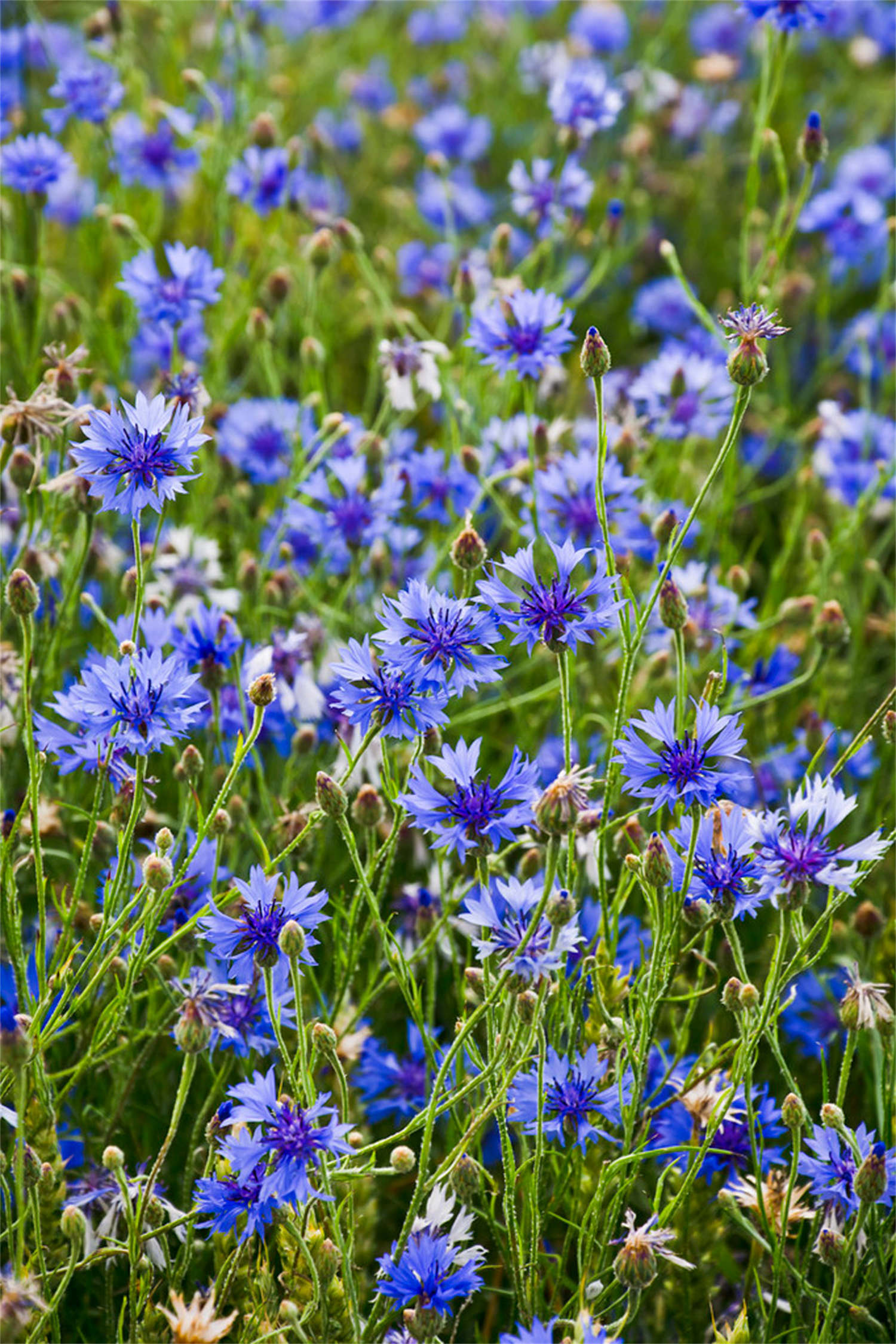 德国国花——蓝色矢车菊
