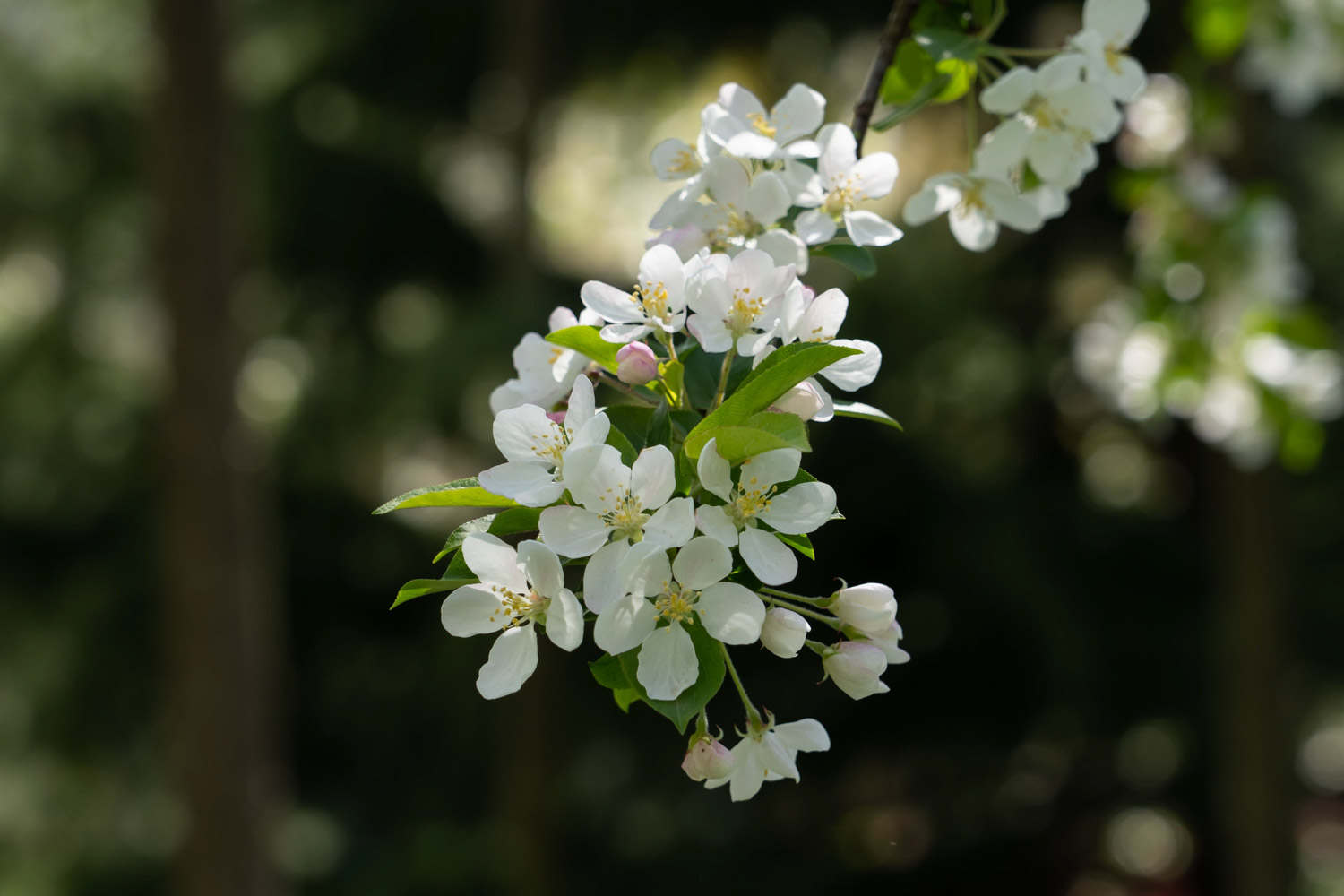 海棠花的花语是什么 花百科