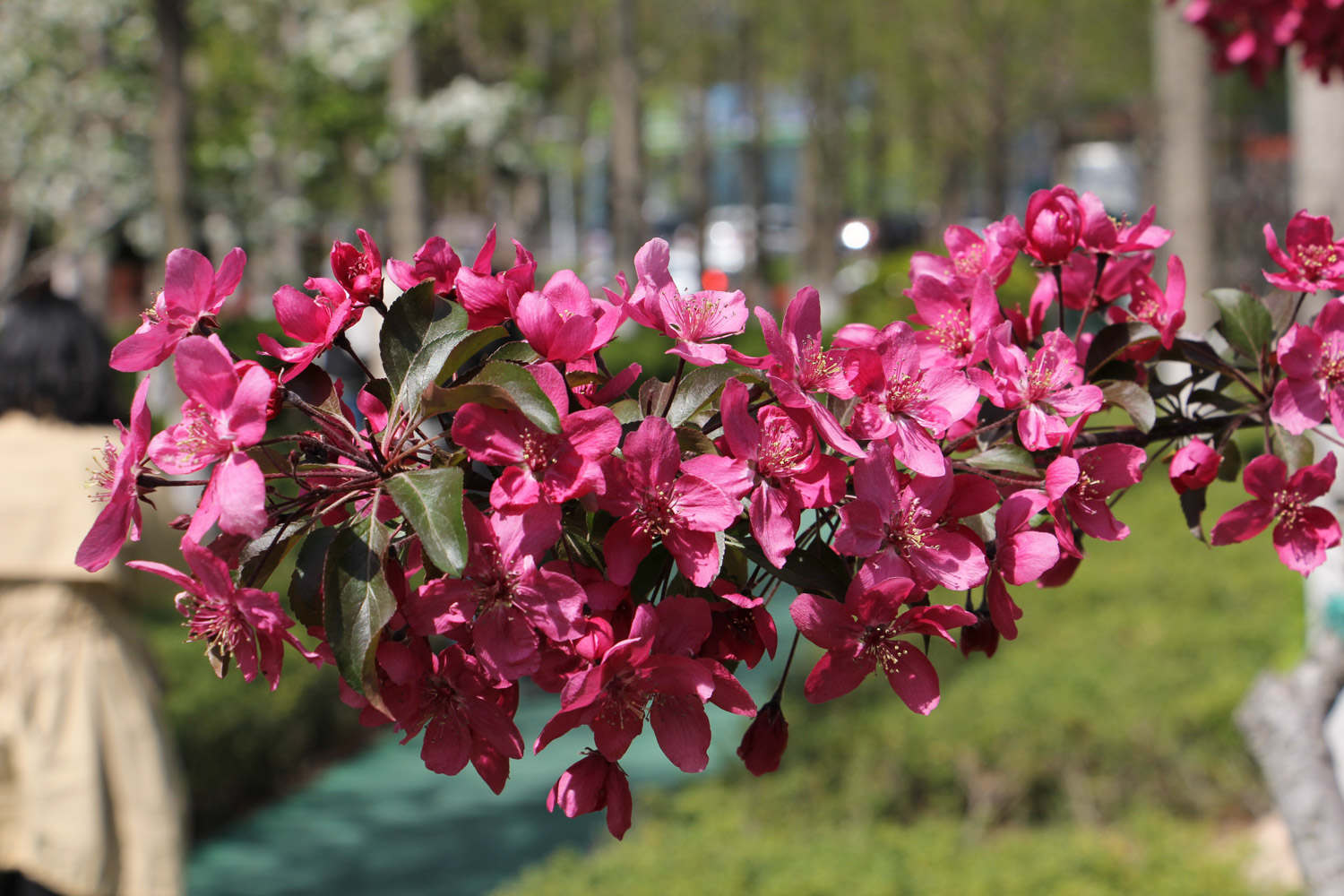 海棠花有几种 什么品种海棠最好 花百科