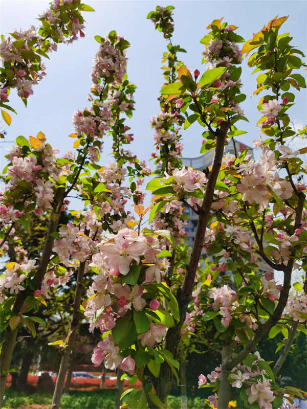 Chinese flowering crabapple