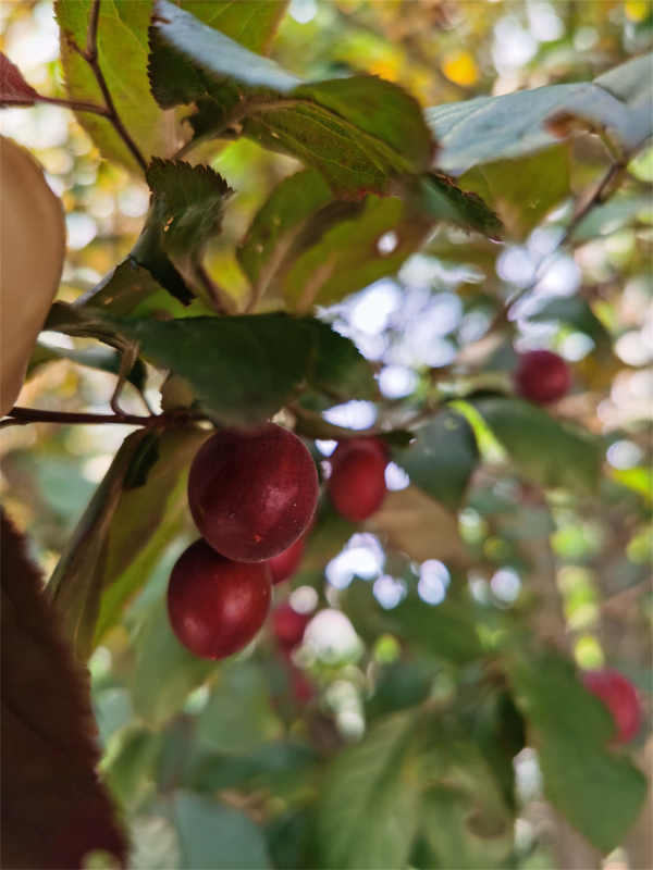 Chinese flowering crabapple