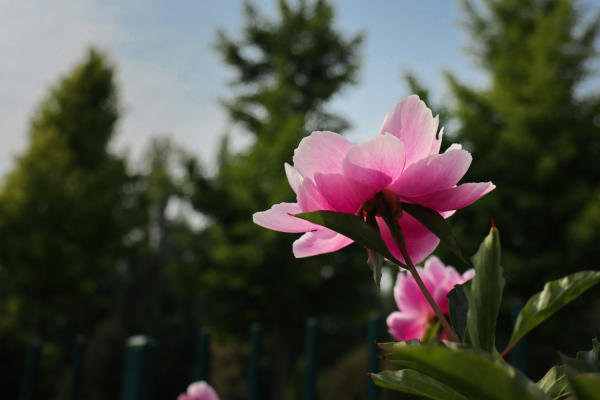 Paeonia lactiflora