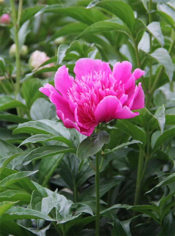 Paeonia lactiflora
