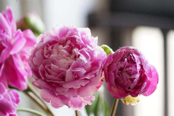 Paeonia lactiflora