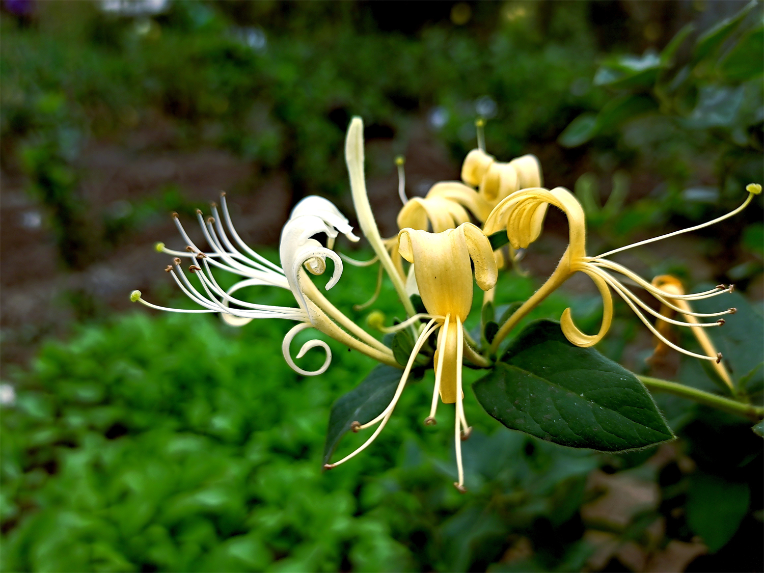 简单好养花朵味香的爬藤植物金银花 - 知乎