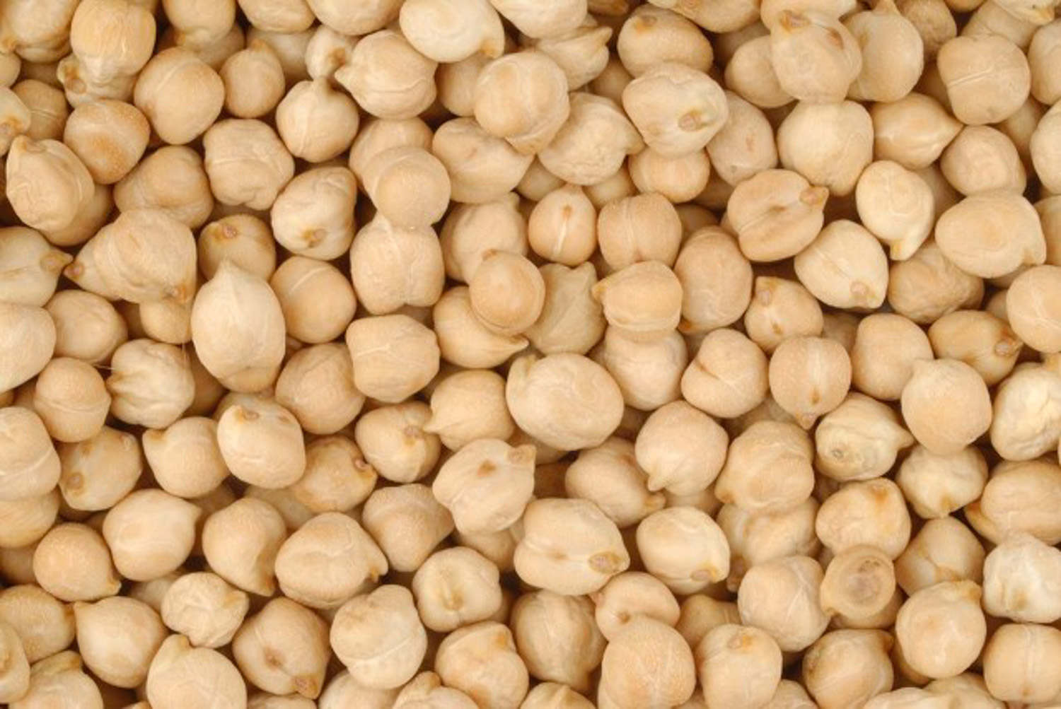 鹰嘴豆的养殖方法和注意事项 - 花百科