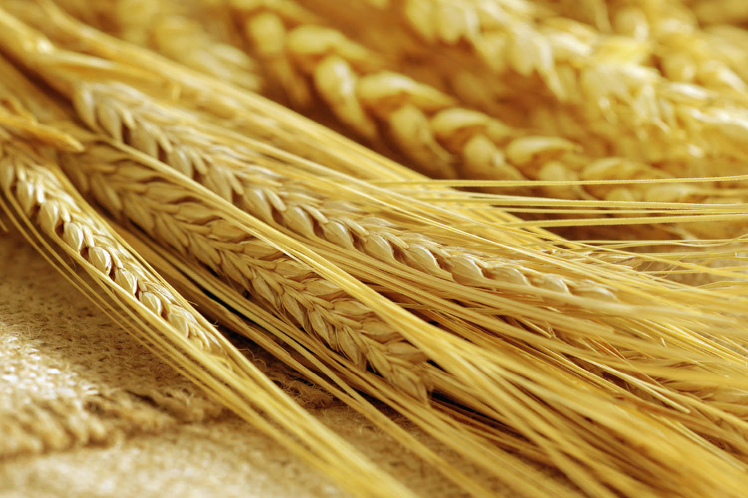 小麦怎么种，种子要泡多久才能种 - 花百科