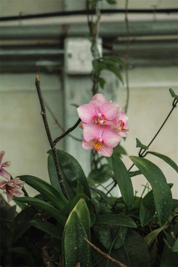 Butterfly Orchid