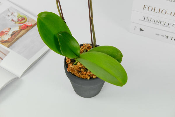 Butterfly Orchid