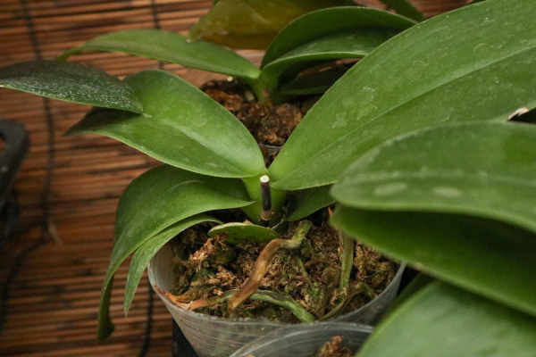 Butterfly Orchid