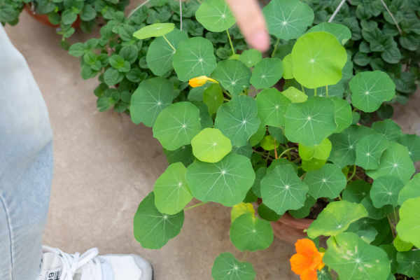 Tropaeolum