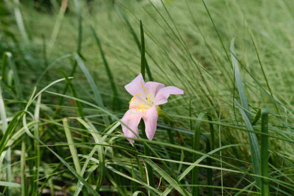 Calystegia chinensis