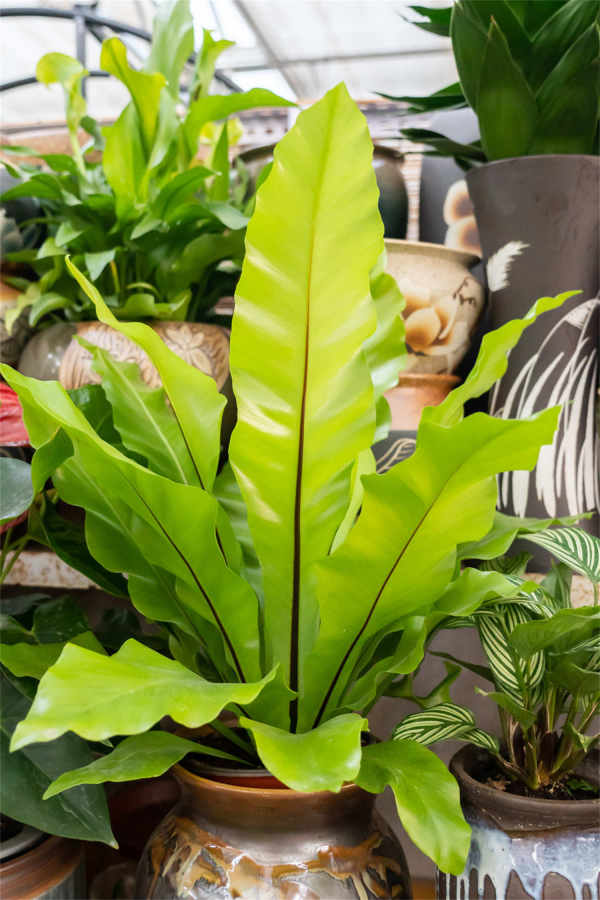 Bird's nest fern