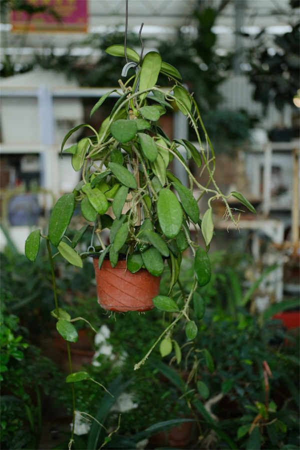Hoya