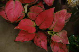 如意皇后和万年青的区别 花百科