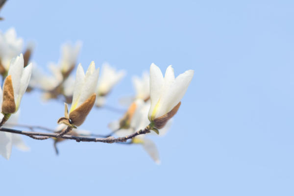 Magnolia denudata