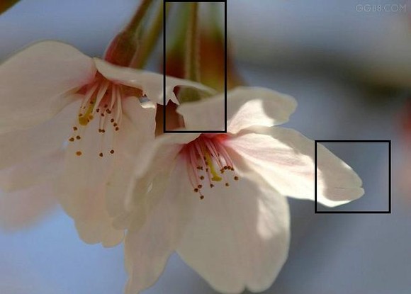 樱花与桃花梅花等其他花最大的区别在于它的花不是直接长在枝条上，而是先开出小软花托，然后再开花，另外，花瓣的尖端有花缺。