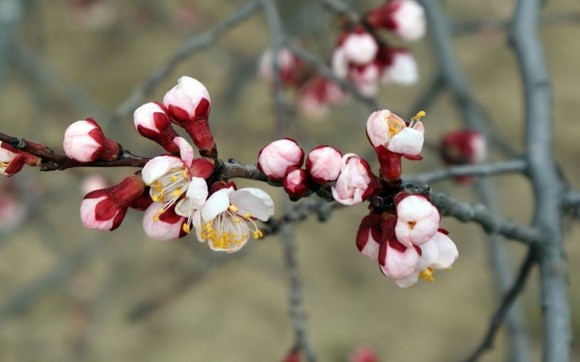杏花大多成簇状开放，一簇挤在一起的，开花时无叶，花瓣大多单数5瓣，花蕊比较长。