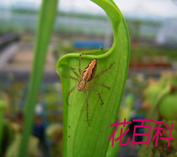 瓶子草和它的食物