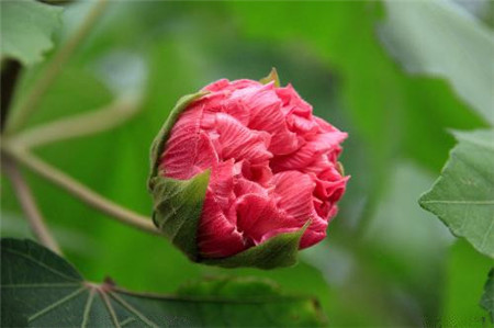 木芙蓉的病虫害防治