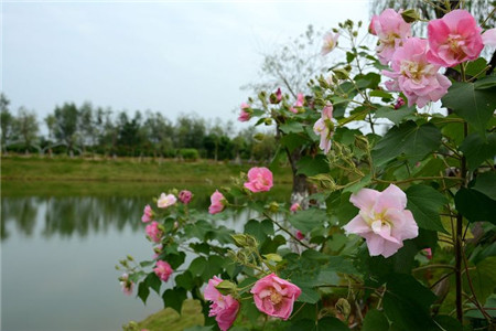 木芙蓉的管理养护