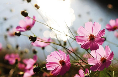 格桑花
