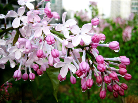 丁香花的地理分布