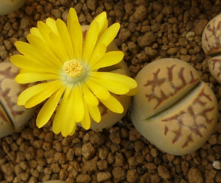 生石花,生石花的养护,怎么养护生石花