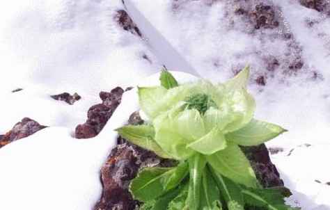 雪莲花,天山雪莲