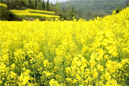 油菜花的栽培技术